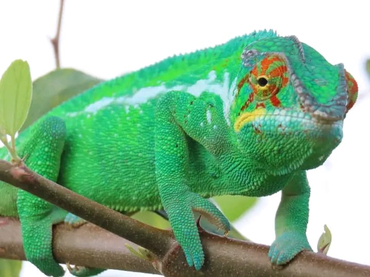 Nosy Be - Cameleon
